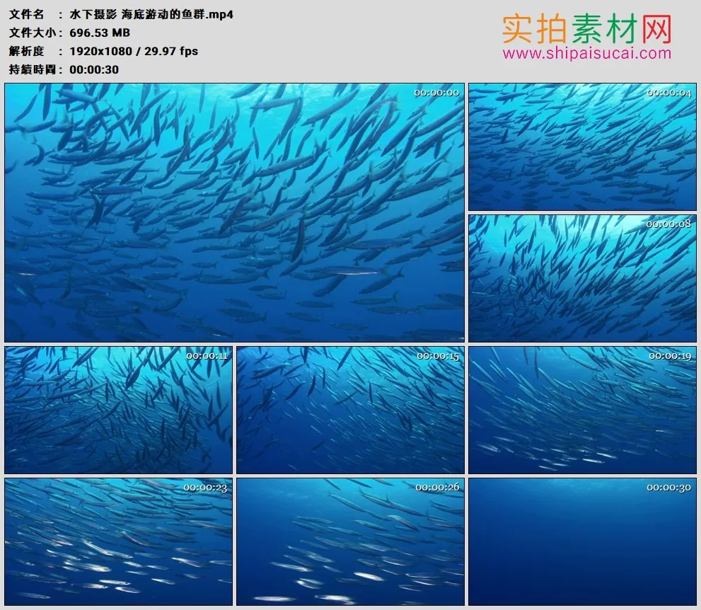 高清实拍视频素材丨水下摄影 海底游动的鱼群