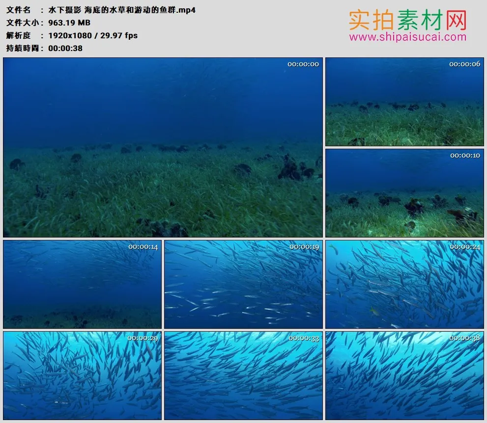 高清实拍视频素材丨水下摄影 海底的水草和游动的鱼群