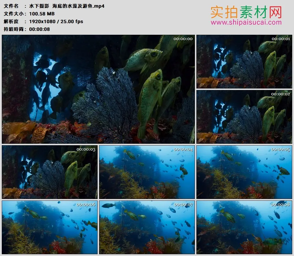高清实拍视频素材丨水下摄影  海底的水藻及游鱼