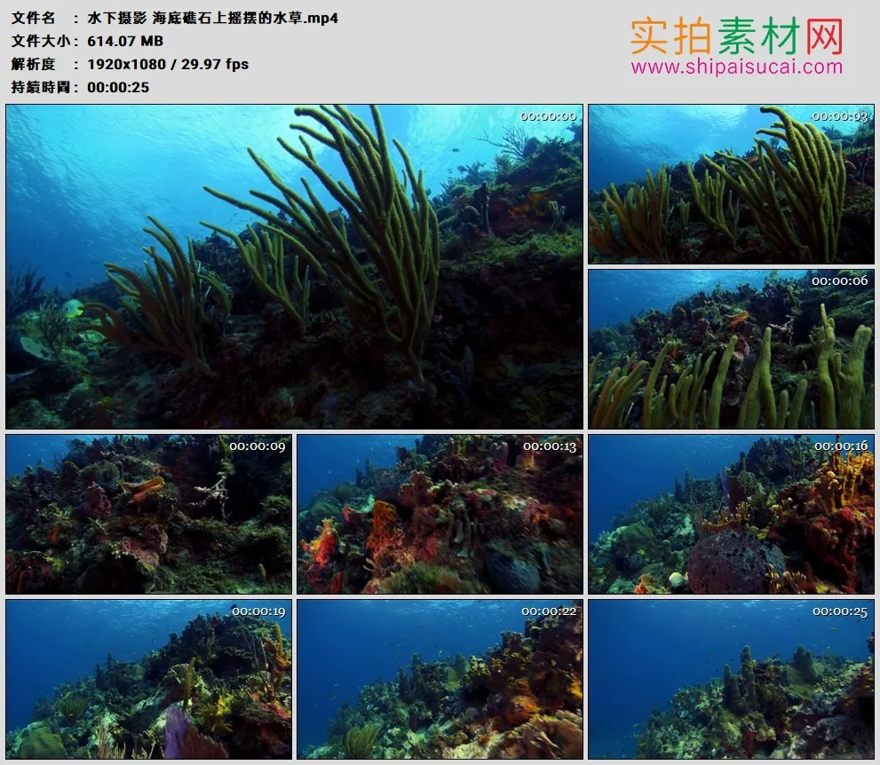 高清实拍视频素材丨水下摄影 海底礁石上摇摆的水草
