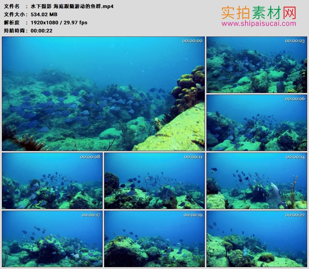 高清实拍视频素材丨水下摄影 海底跟随游动的鱼群