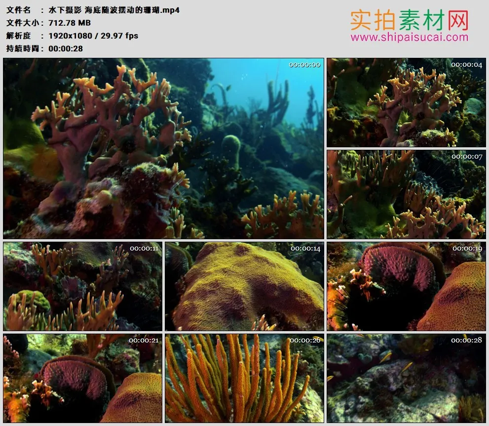 高清实拍视频素材丨水下摄影 海底随波摆动的珊瑚