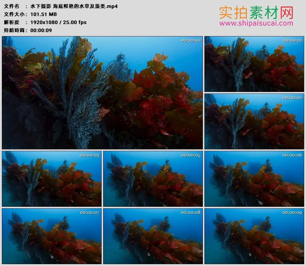 高清实拍视频素材丨水下摄影 海底鲜艳的水草及藻类