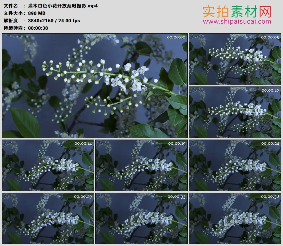 4K高清实拍视频素材丨灌木白色小花开放延时摄影