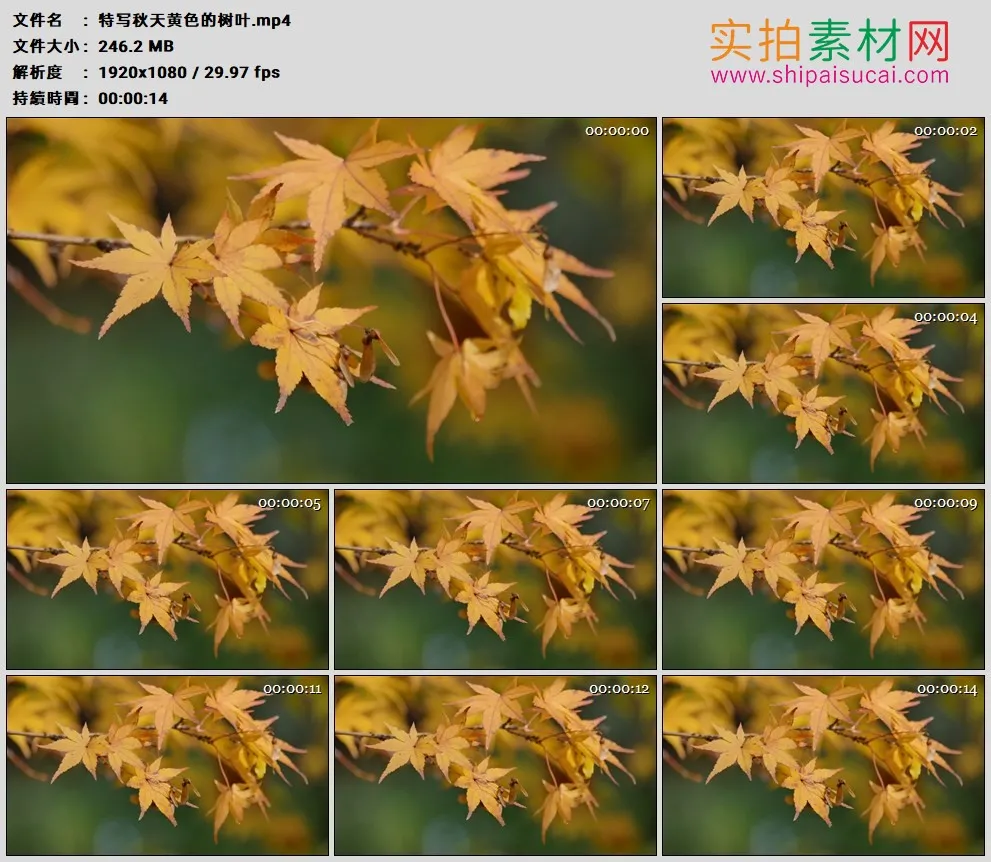 高清实拍视频素材丨特写秋天黄色的树叶