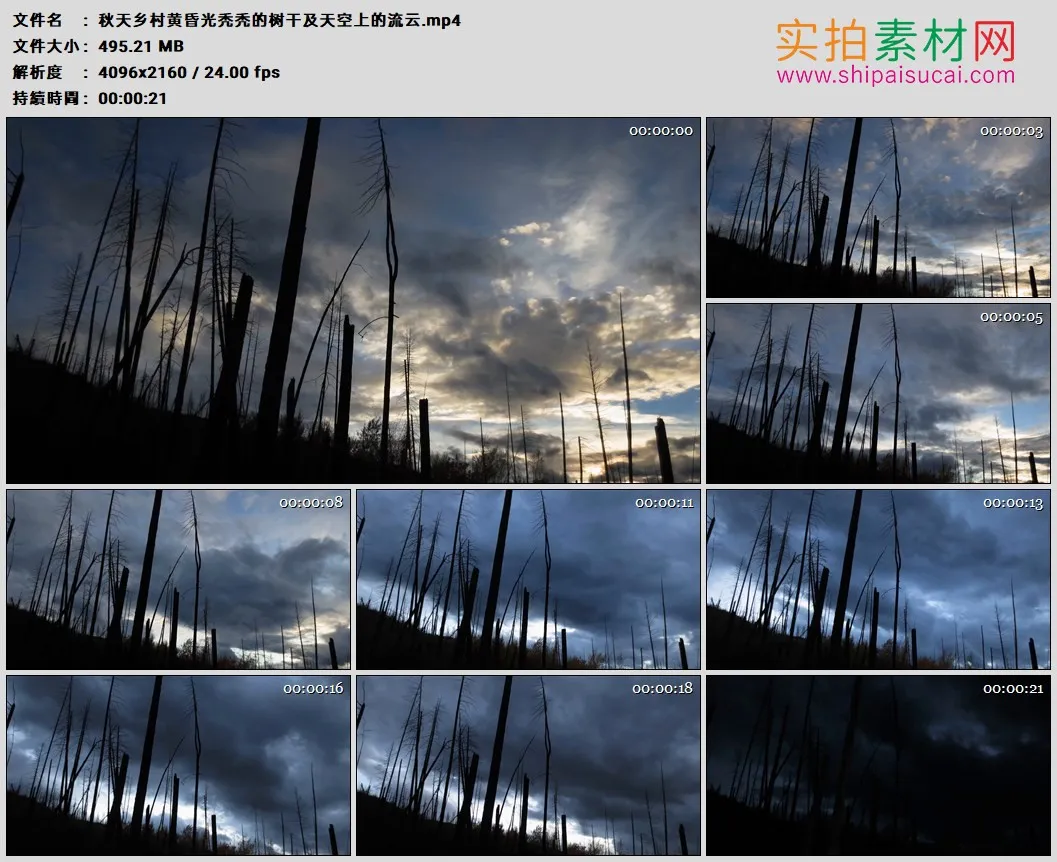 4K高清实拍视频素材丨秋天乡村黄昏光秃秃的树干及天空上的流云