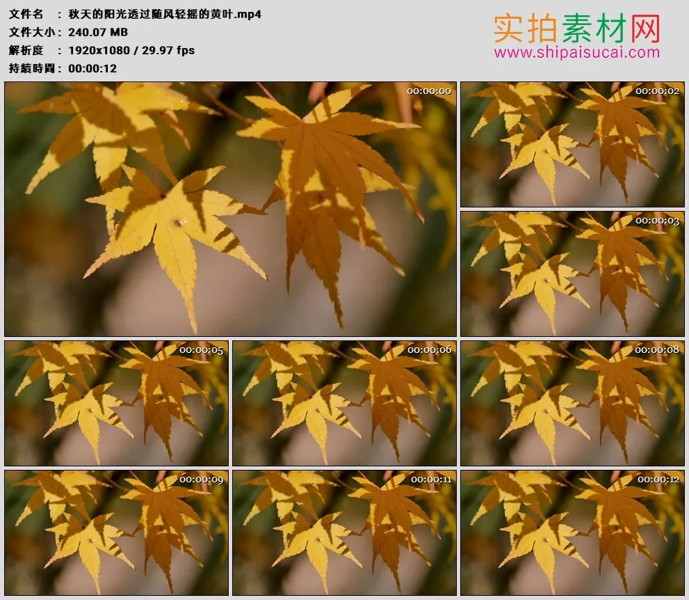 高清实拍视频素材丨秋天的阳光透过随风轻摇的黄叶