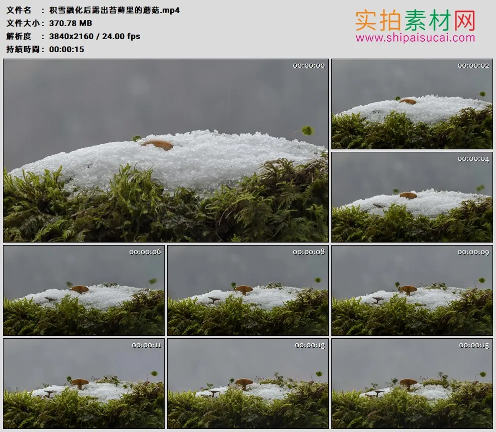 4K高清实拍视频素材丨积雪融化后露出苔藓里的蘑菇