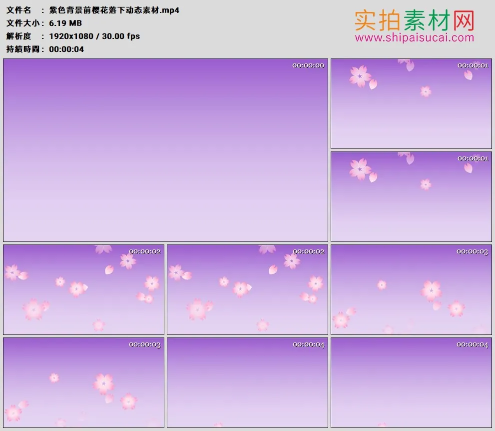 高清动态视频素材丨紫色背景前樱花落下动态素材