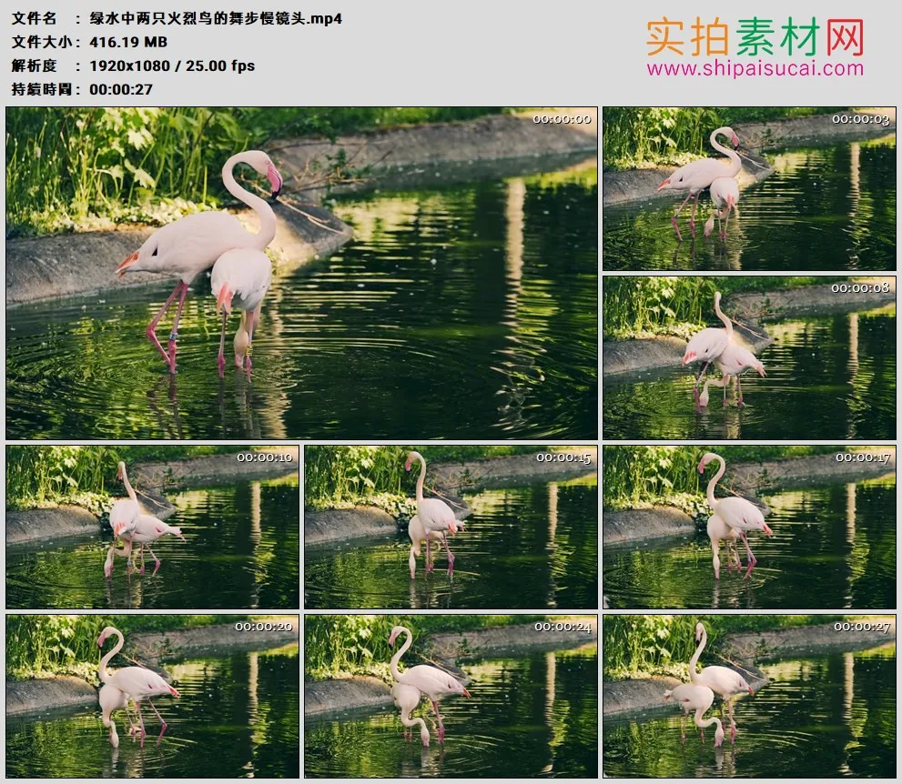 高清实拍视频素材丨绿水中两只火烈鸟的舞步慢镜头