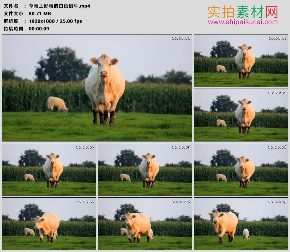 高清实拍视频素材丨草地上好奇的白色奶牛