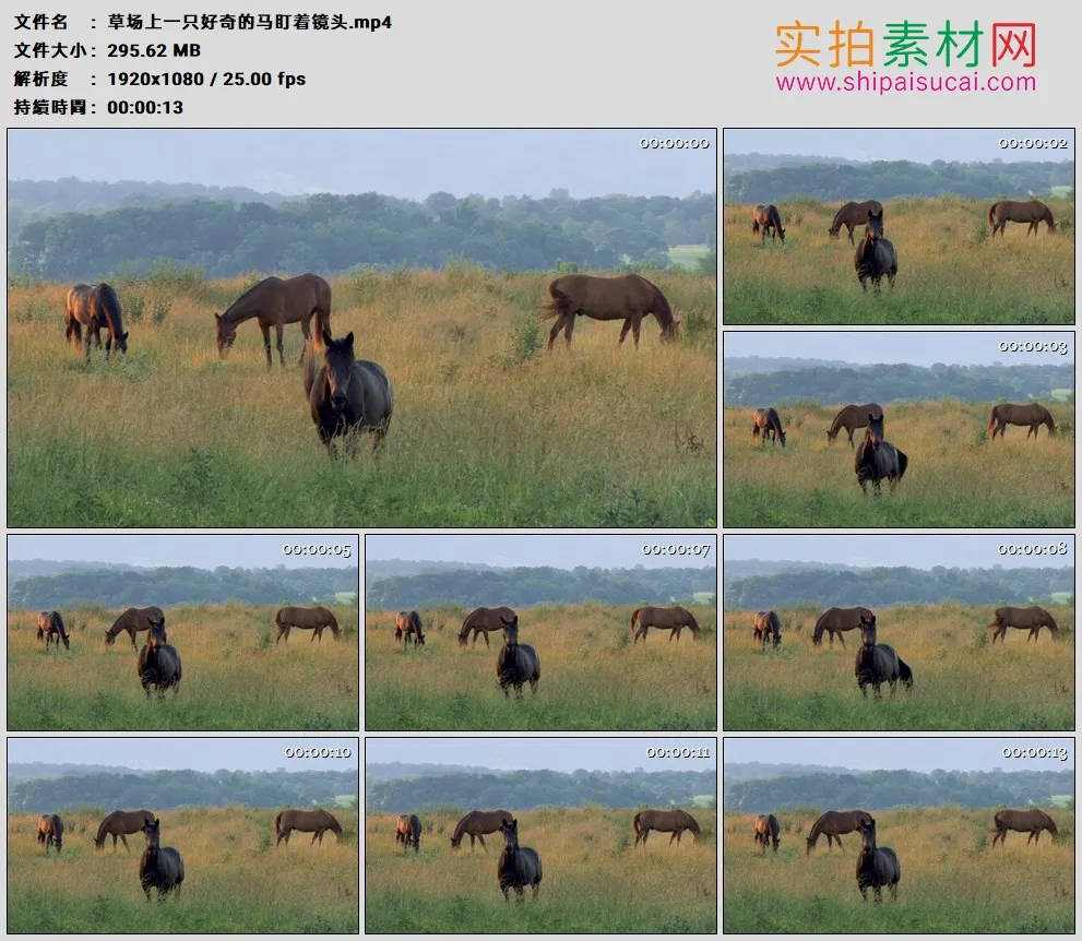 高清实拍视频素材丨草场上一只好奇的马盯着镜头