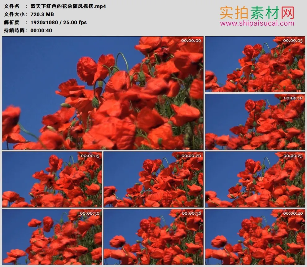高清实拍视频素材丨蓝天下红色的花朵随风摇摆