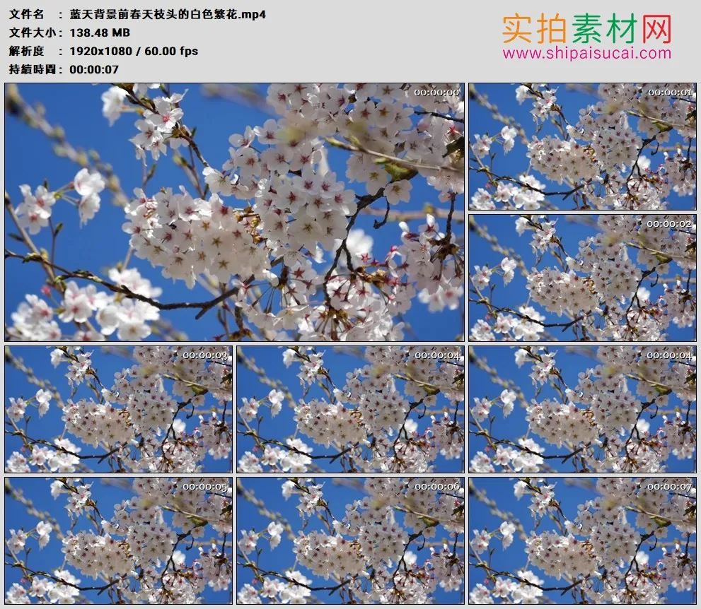 高清实拍视频素材丨蓝天背景前春天枝头的白色繁花