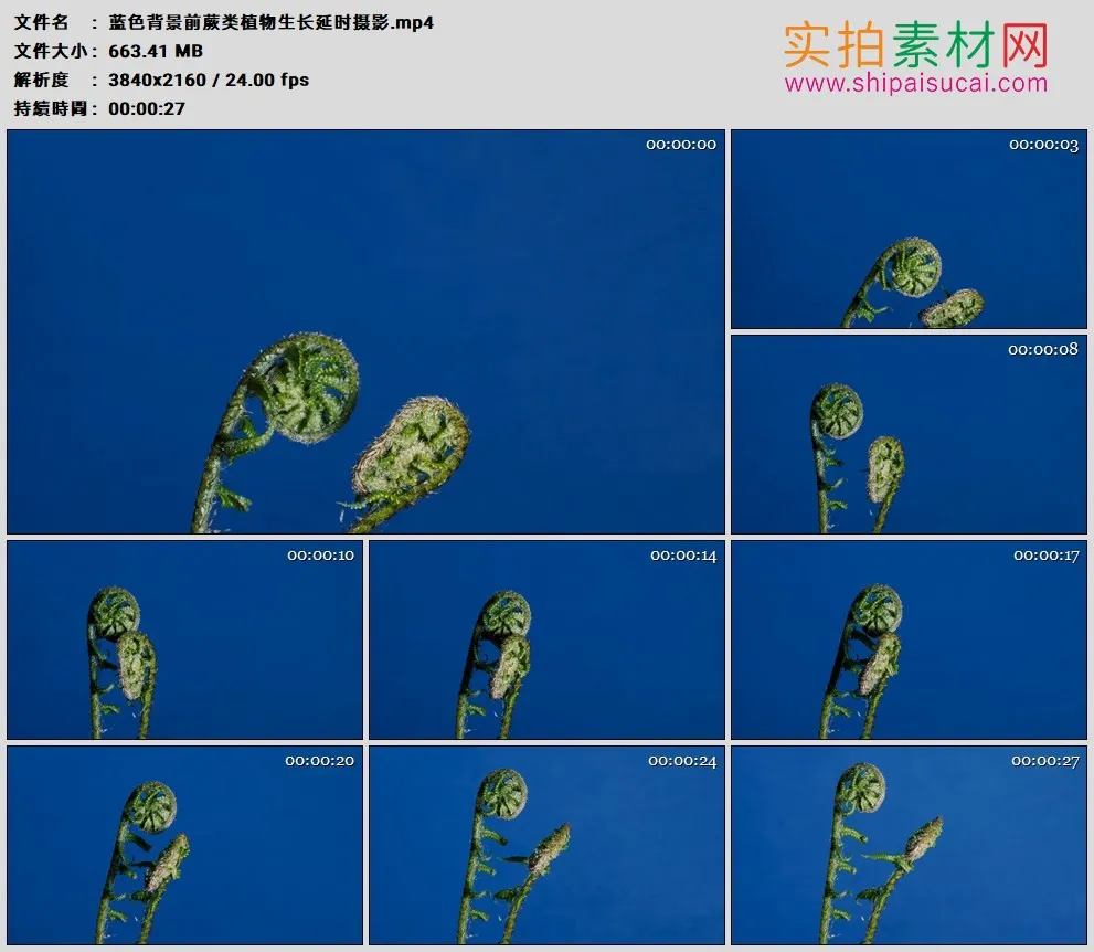 4K高清实拍视频素材丨蓝色背景前蕨类植物生长延时摄影