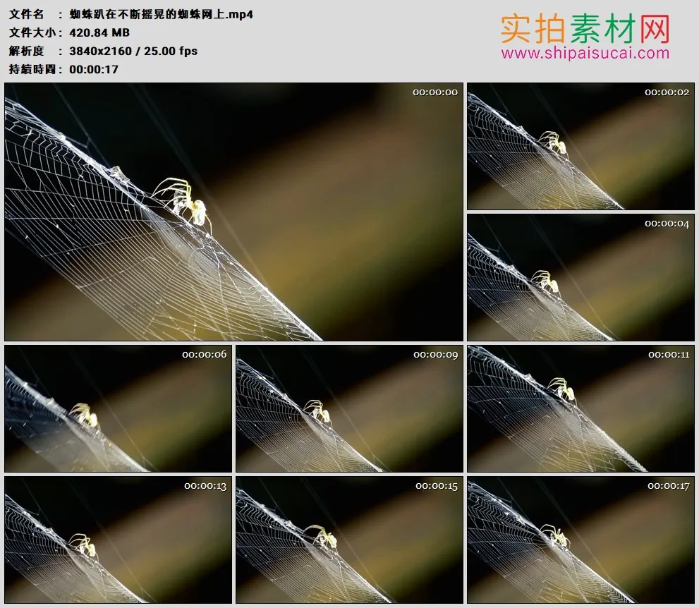 4K高清实拍视频素材丨蜘蛛趴在不断摇晃的蜘蛛网上
