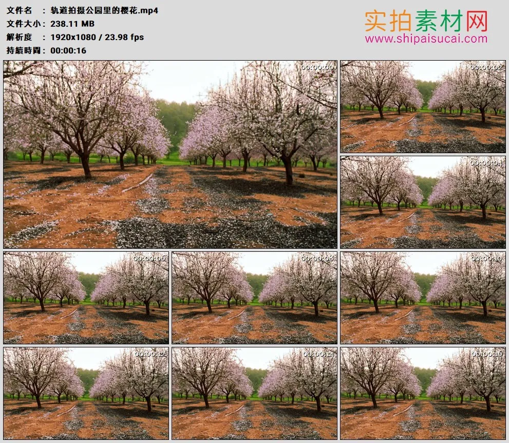 高清实拍视频素材丨轨道拍摄公园里的樱花