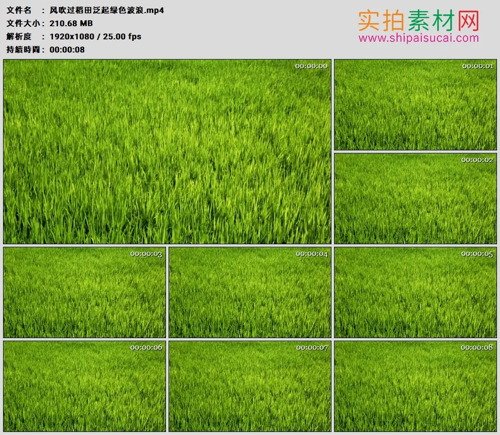 高清实拍视频素材丨风吹过稻田泛起绿色波浪