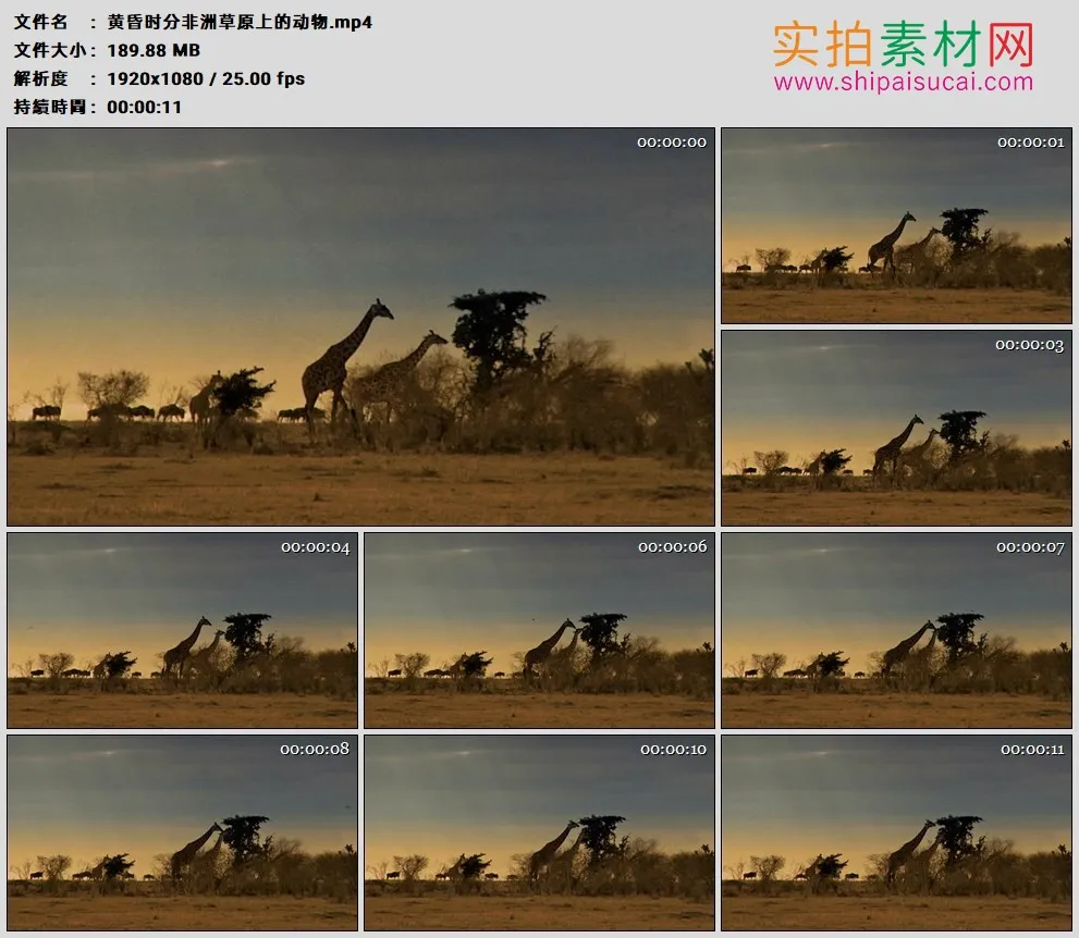 高清实拍视频素材丨黄昏时分非洲草原上的动物长颈鹿等
