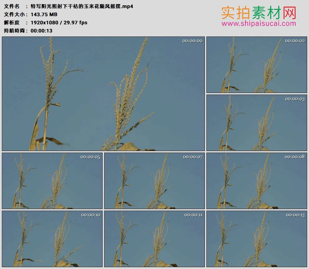 高清实拍视频素材丨特写阳光照射下干枯的玉米花随风摇摆