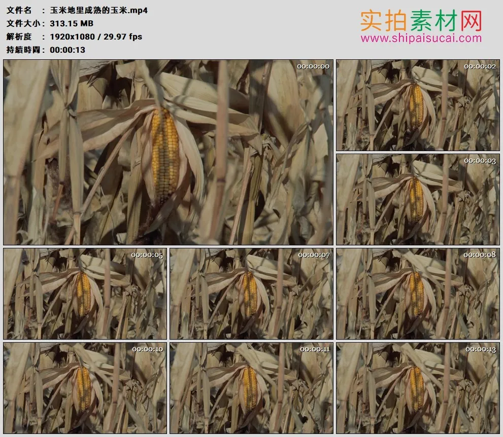 高清实拍视频素材丨玉米地里成熟的玉米