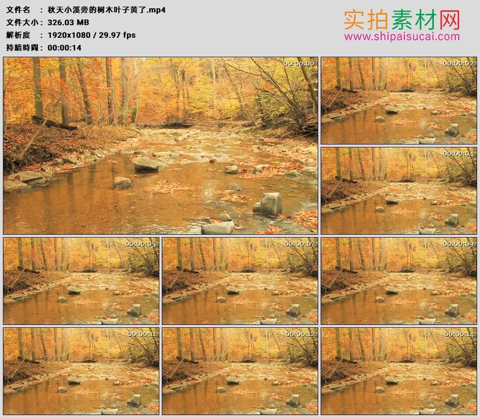 高清实拍视频素材丨秋天小溪旁的树木叶子黄了
