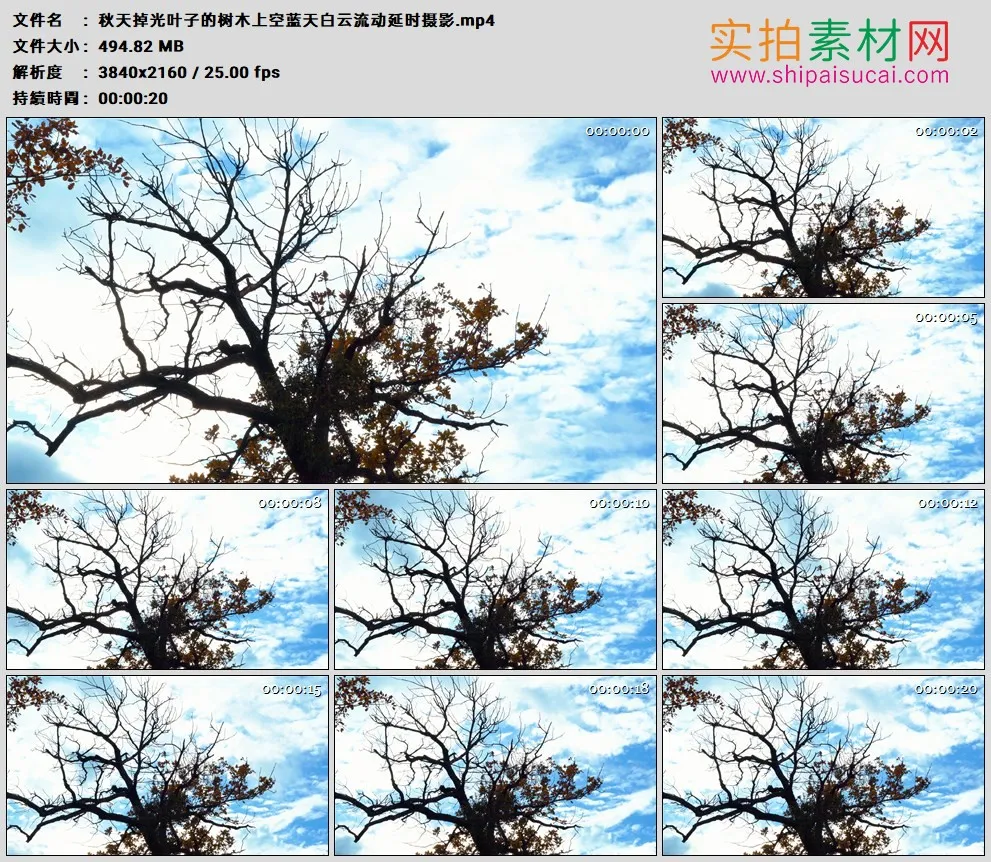 4K高清实拍视频素材丨秋天掉光叶子的树木上空蓝天白云流动延时摄影