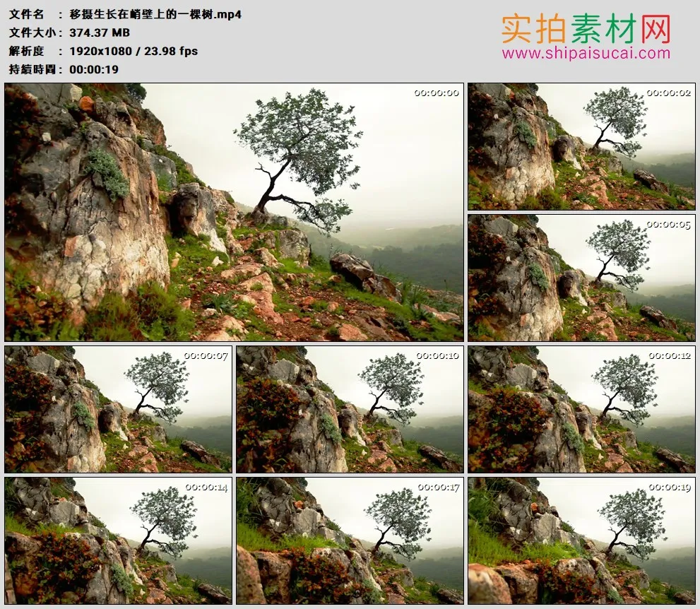 高清实拍视频素材丨移摄生长在峭壁上的一棵树