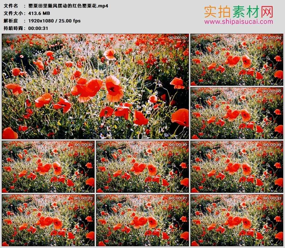 高清实拍视频素材丨罂粟田里随风摆动的红色罂粟花