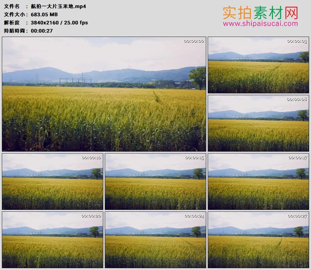 4K高清实拍视频素材丨航拍一大片玉米地