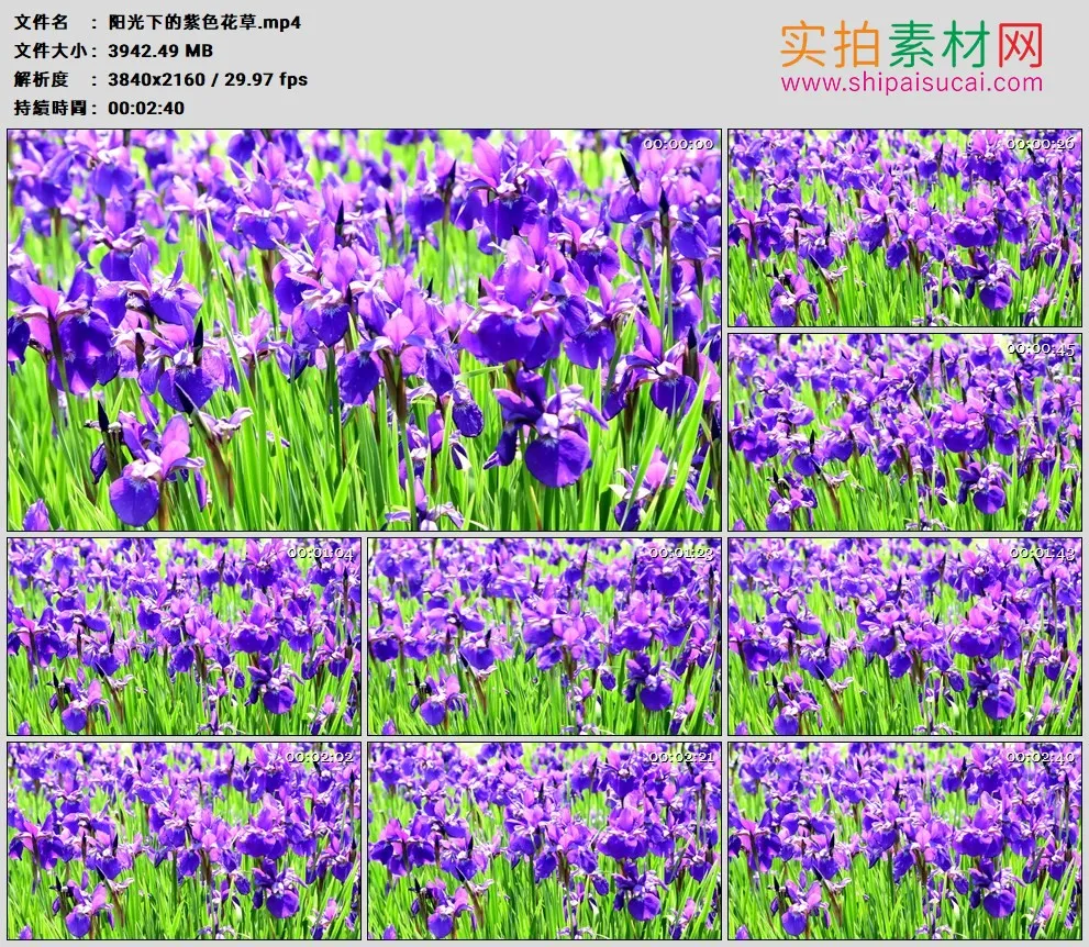 4K高清实拍视频素材丨阳光下的紫色花草