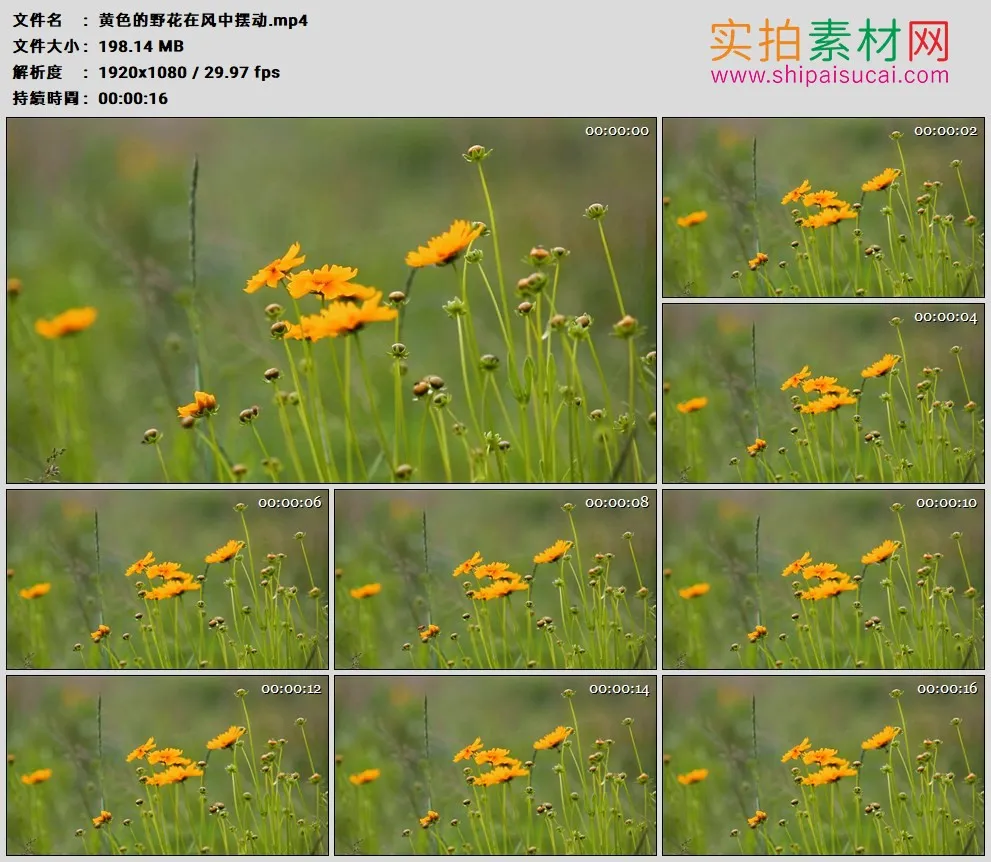 高清实拍视频素材丨黄色的野花在风中摆动