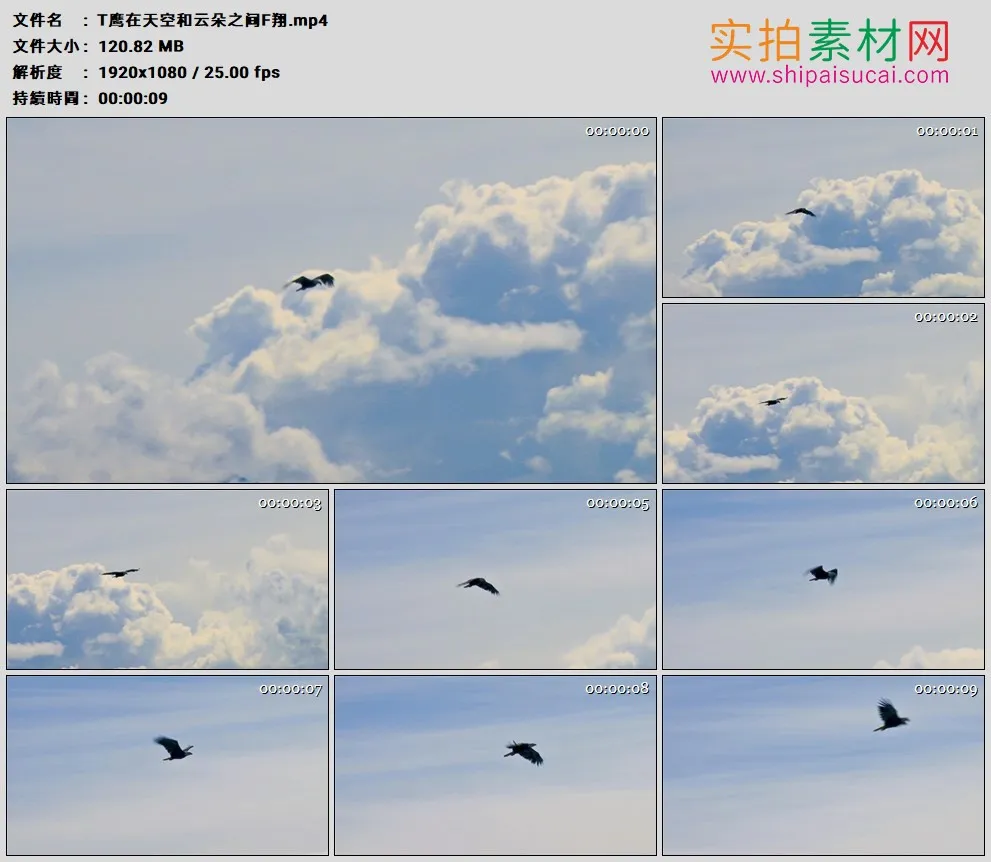 高清实拍视频素材丨秃鹰在天空和云朵之间飞翔