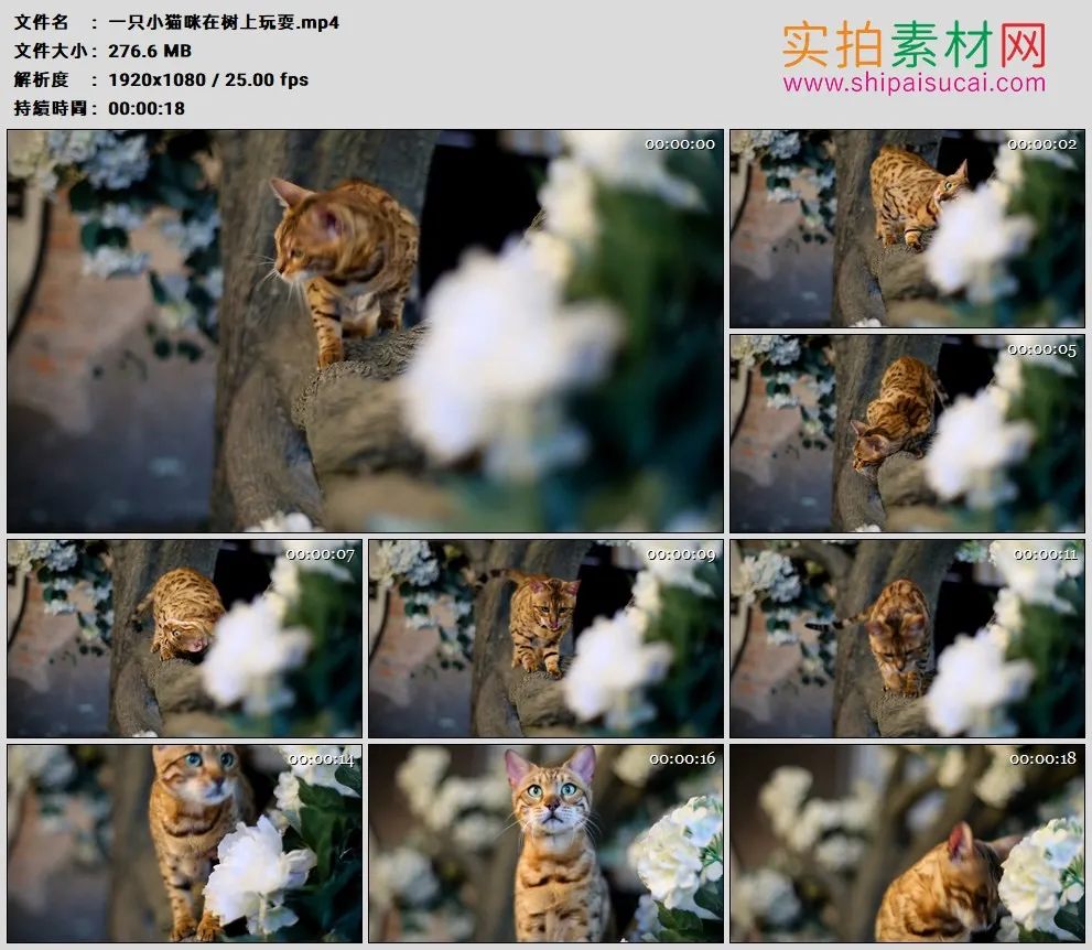 高清实拍视频素材丨一只小猫咪在树上玩耍