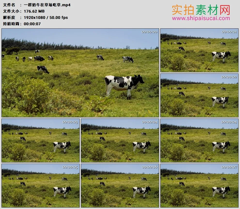 高清实拍视频素材丨一群奶牛在草场吃草