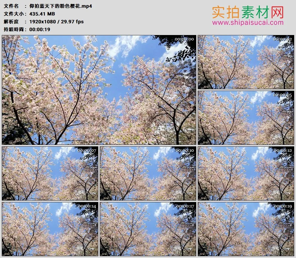 高清实拍视频素材丨仰拍蓝天下的粉色樱花