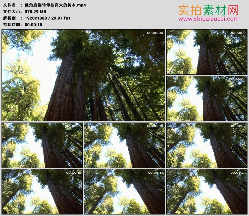 高清实拍视频素材丨低角度旋转仰拍高大的树木