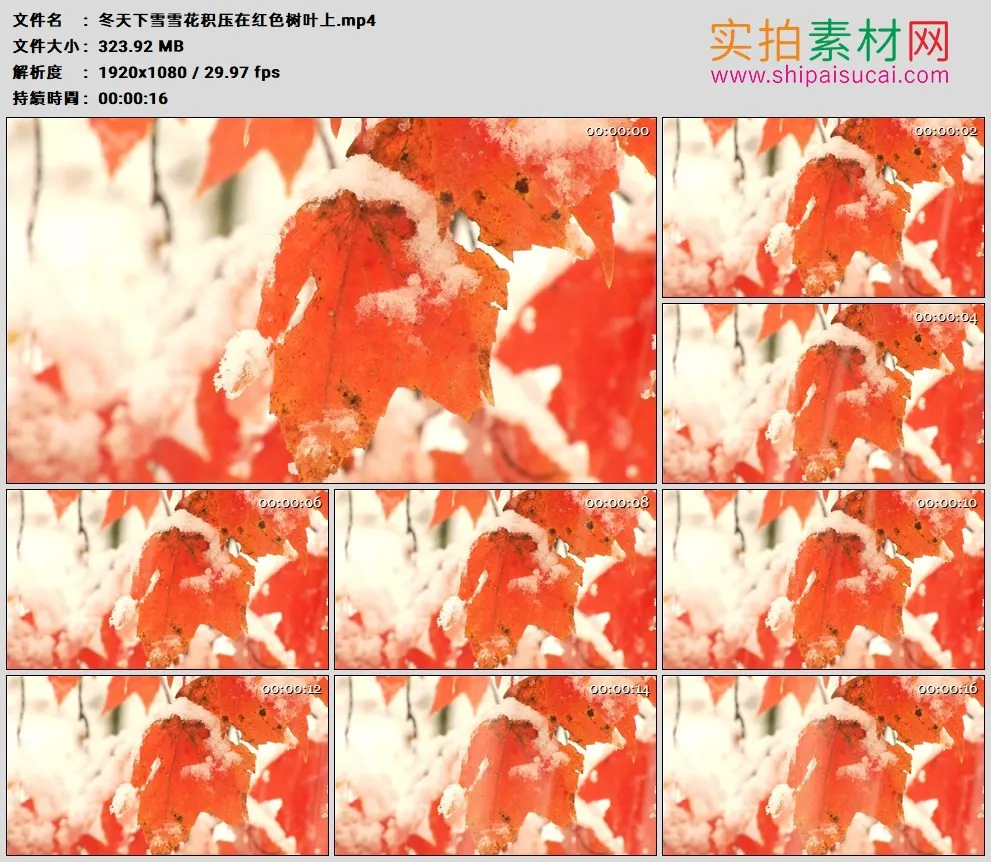 高清实拍视频素材丨冬天下雪雪花积压在红色树叶上