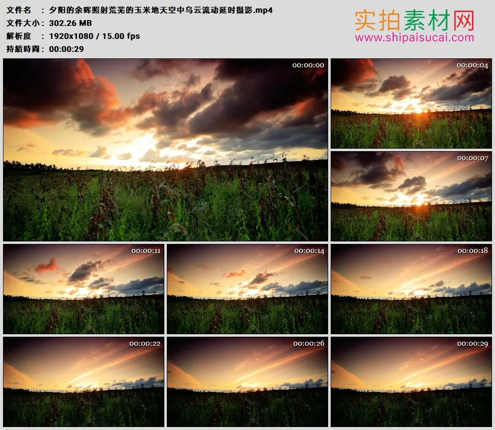 高清实拍视频素材丨夕阳的余晖照射荒芜的玉米地天空中乌云流动延时摄影