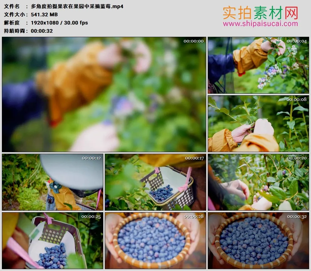 高清实拍视频素材丨多角度拍摄果农在果园中采摘蓝莓