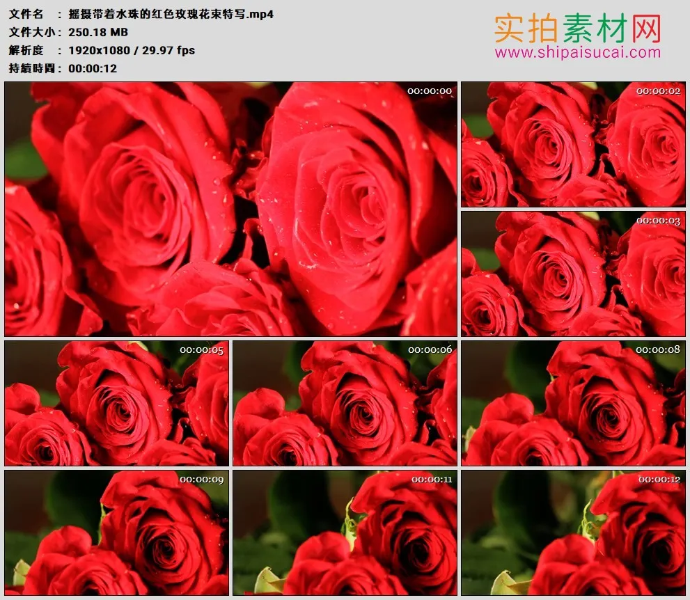 高清实拍视频素材丨摇摄带着水珠的红色玫瑰花束特写