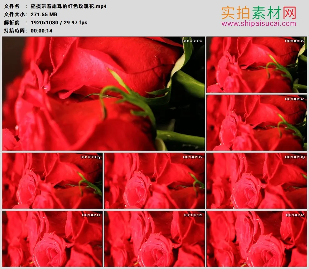 高清实拍视频素材丨摇摄带着露珠的红色玫瑰花