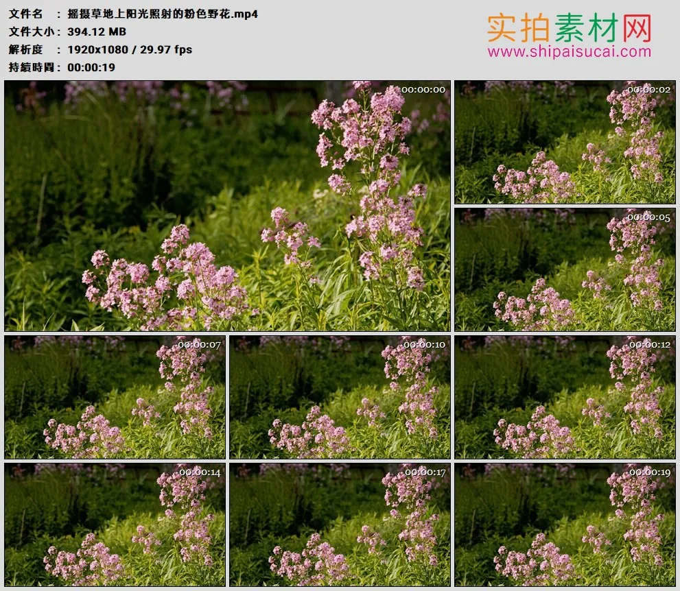 高清实拍视频素材丨摇摄草地上阳光照射的粉色野花
