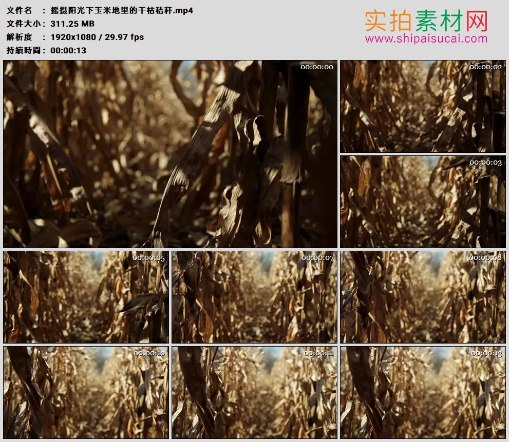 高清实拍视频素材丨摇摄阳光下玉米地里的干枯秸秆