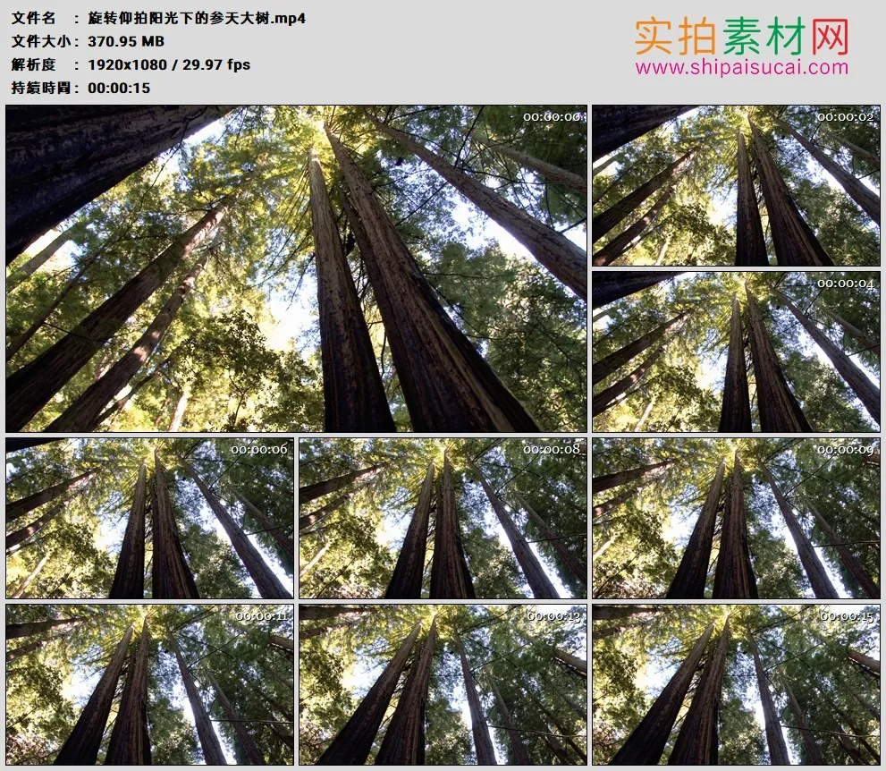 高清实拍视频素材丨旋转仰拍阳光下的参天大树