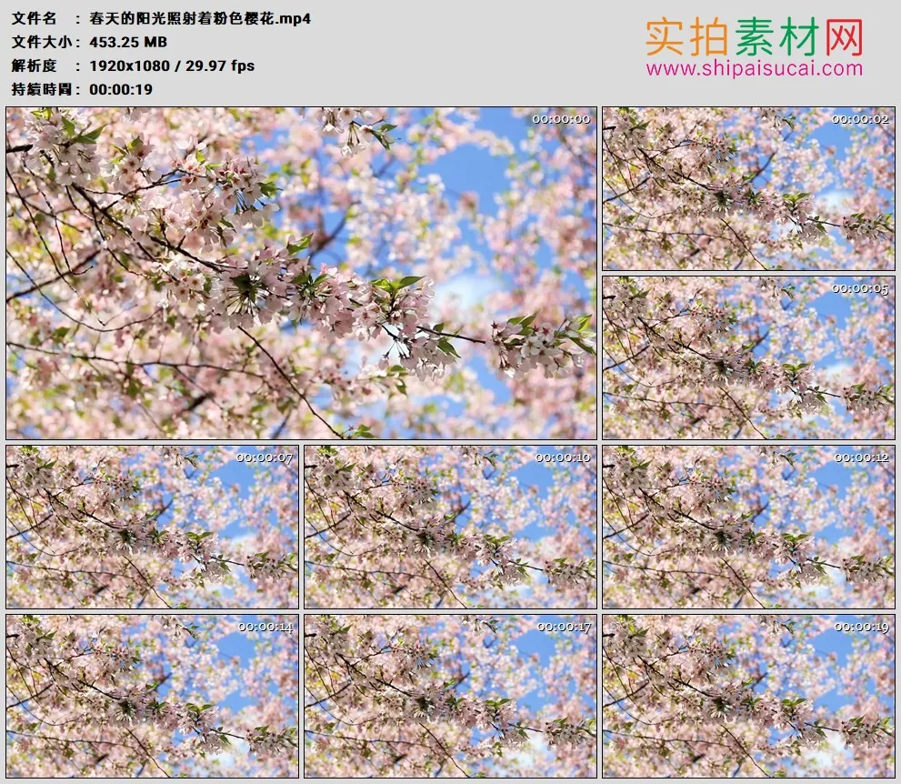 高清实拍视频素材丨春天的阳光照射着粉色樱花