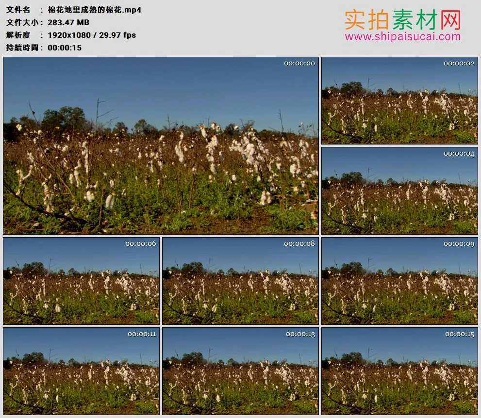 高清实拍视频素材丨棉花地里成熟的棉花
