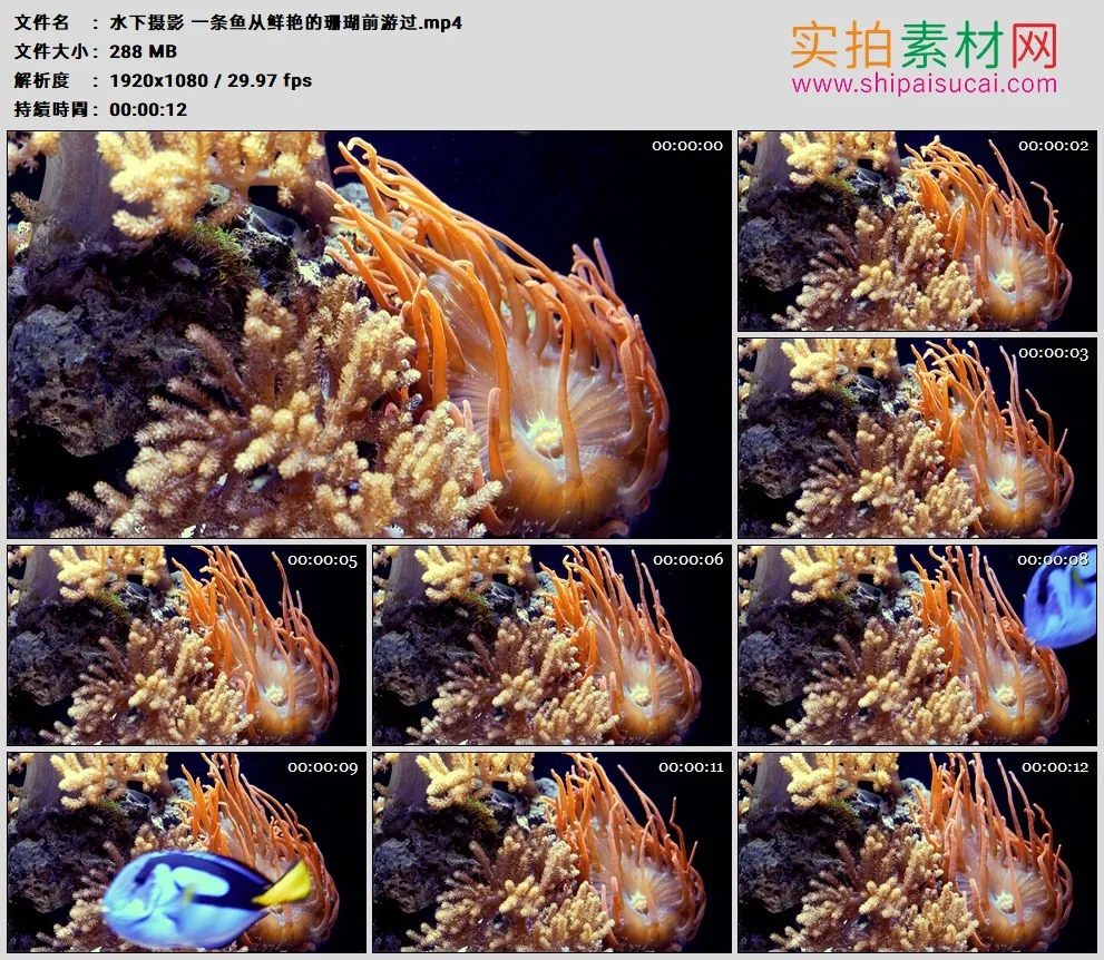 高清实拍视频素材丨水下摄影 一条鱼从鲜艳的珊瑚前游过