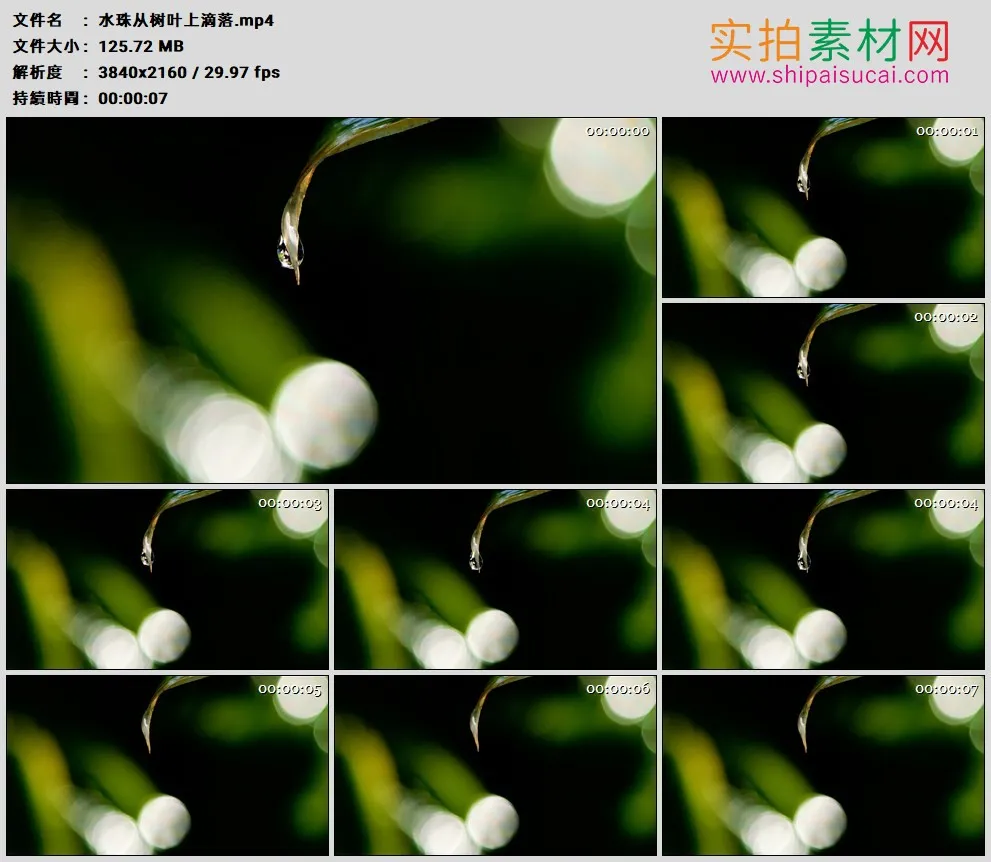 4K高清实拍视频素材丨水珠从树叶上滴落