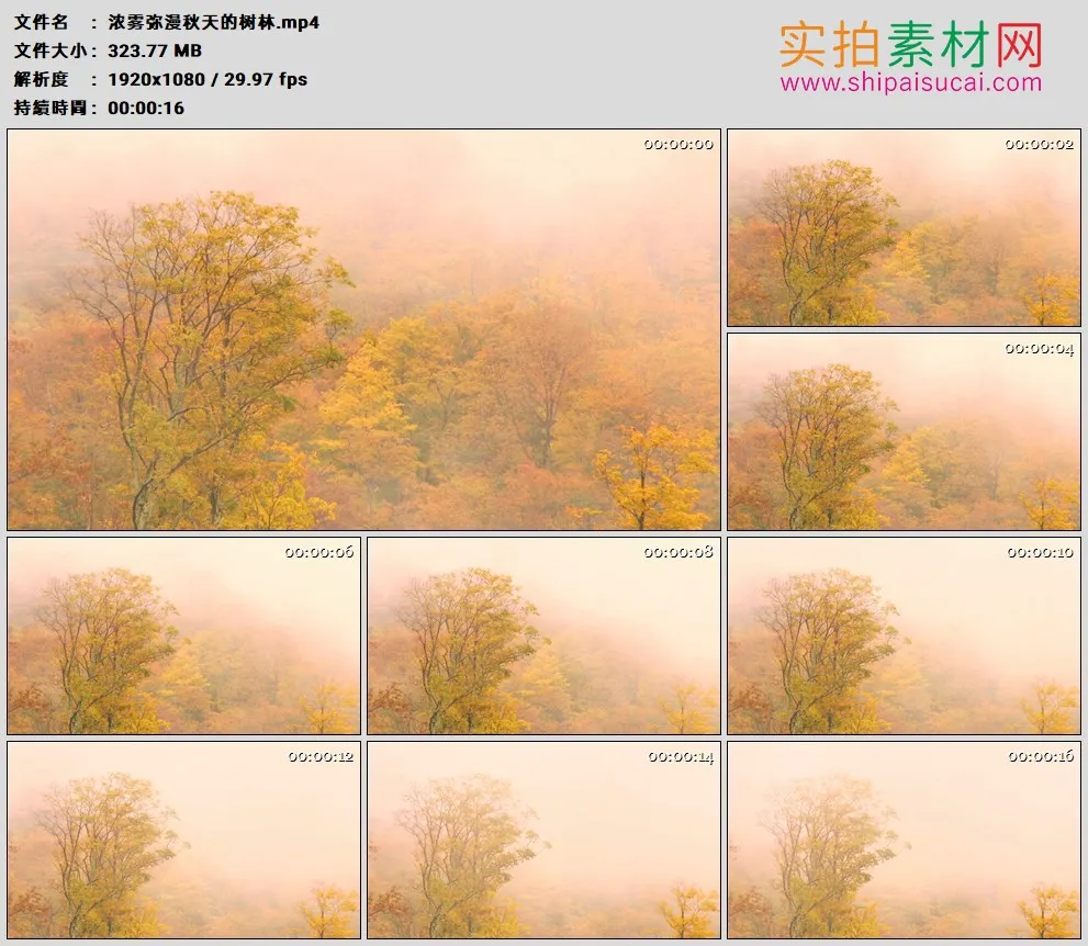 高清实拍视频素材丨浓雾弥漫秋天的树林